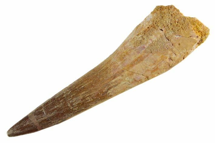 Fossil Spinosaurus Tooth - Real Dinosaur Tooth #347166
